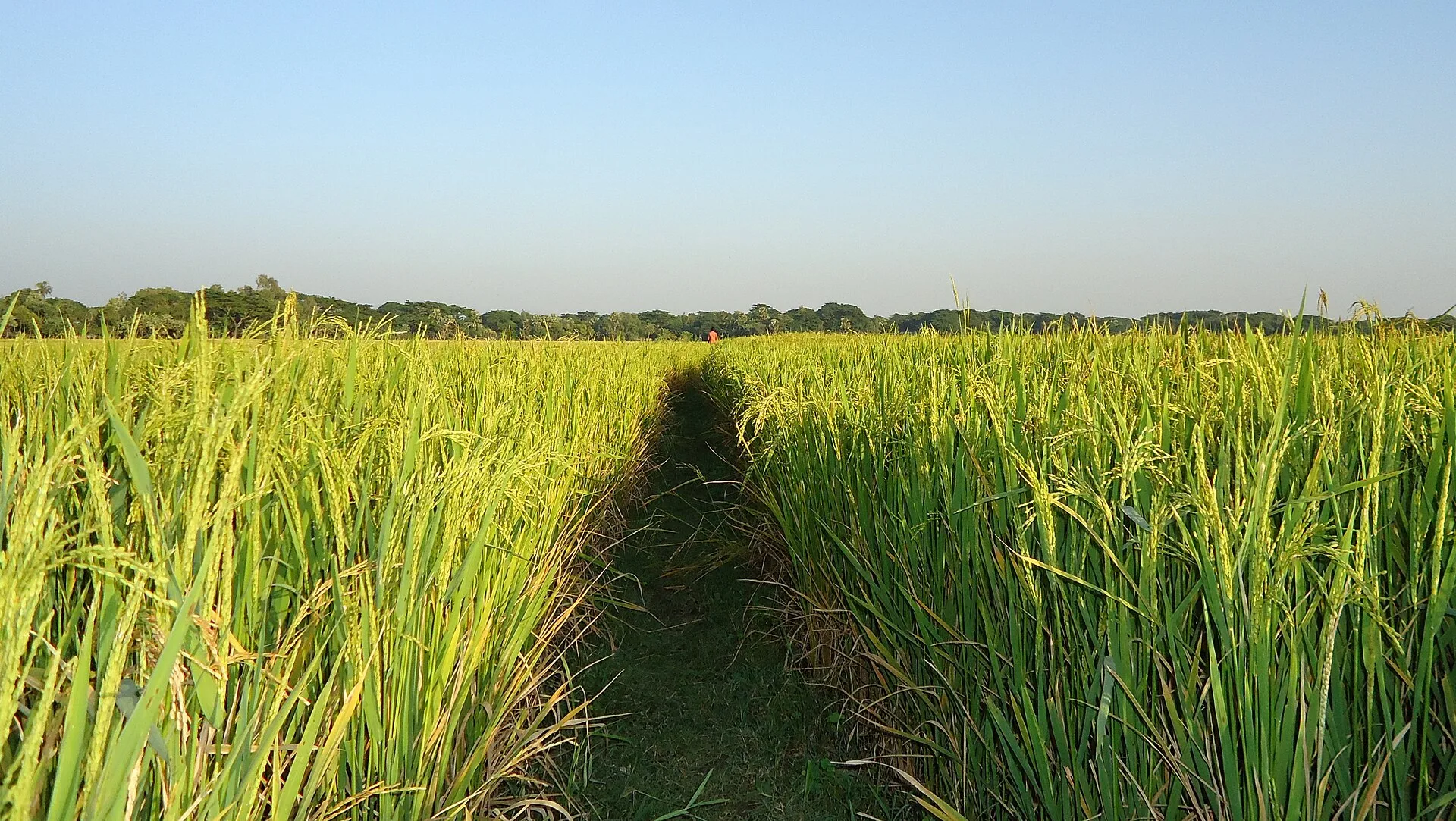 Going into a paddy field