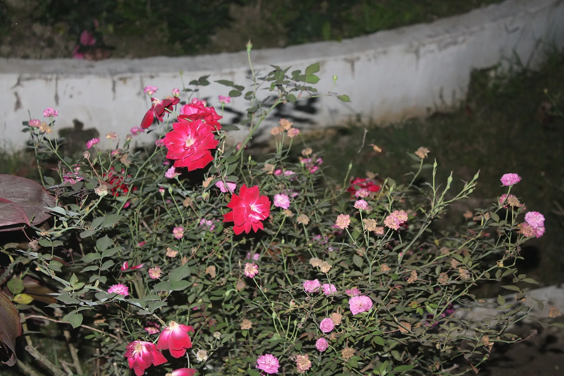Bhola Government college Gerden