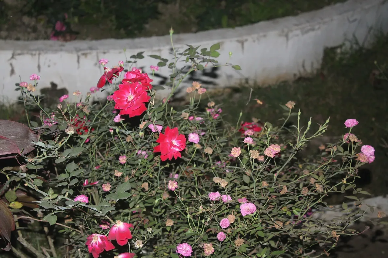 Bhola