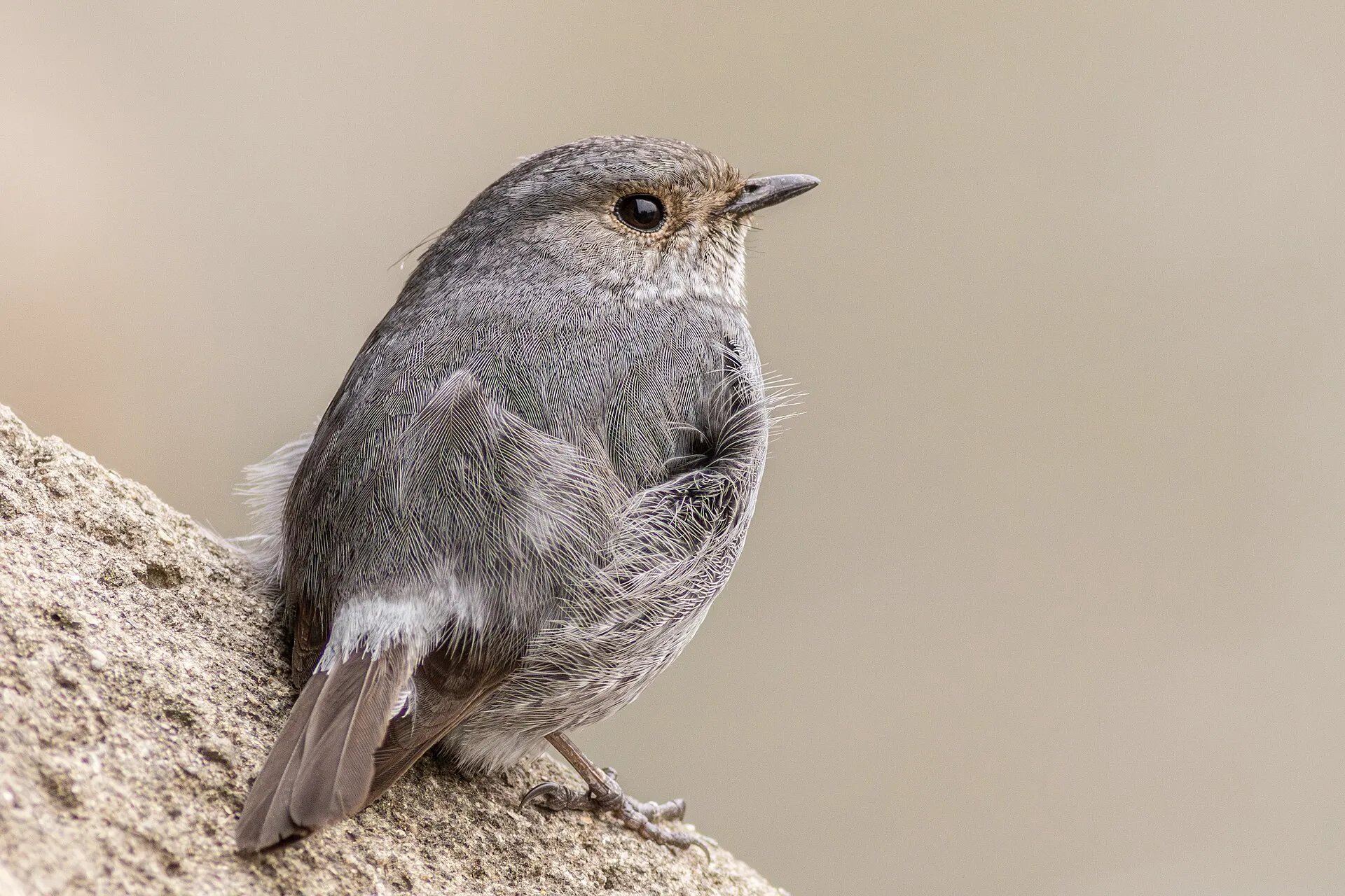 Plumbeous water redstart (Phoenicurus fuliginosus), Tangon River, Thakurgaon Sadar Upazila, Bangladesh.