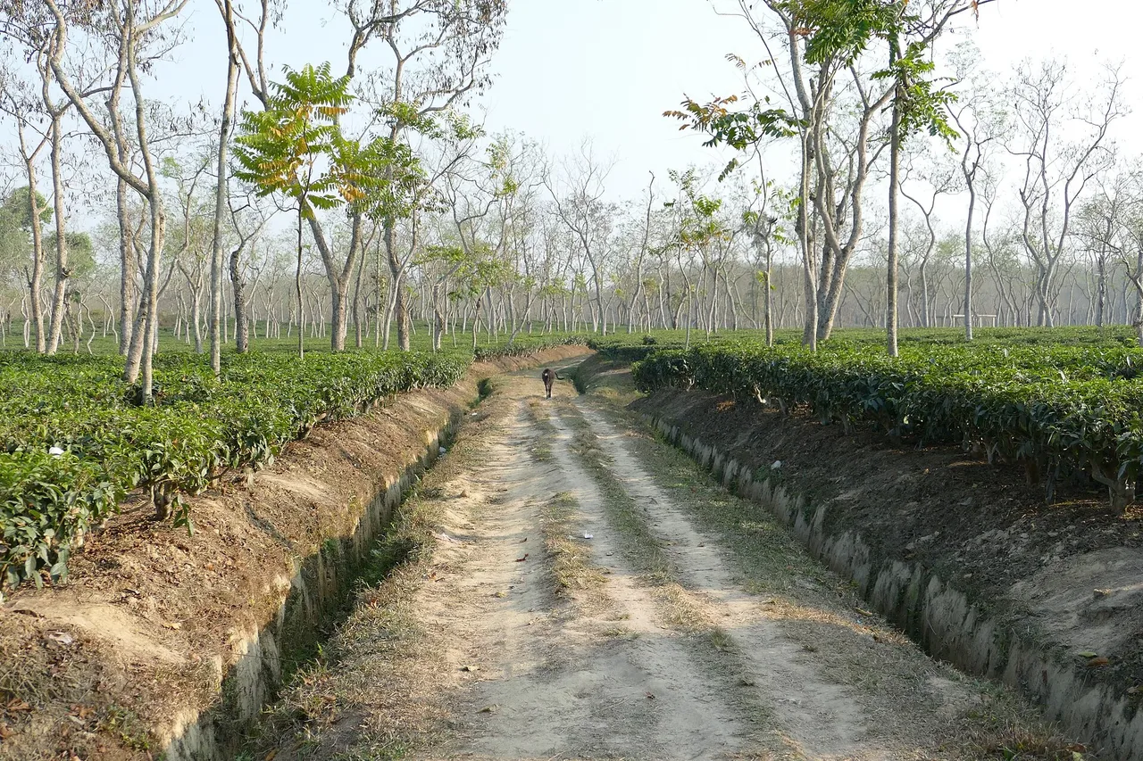 Bangladesh Highlights: Dhaka, Tea Country & the Sundarbans