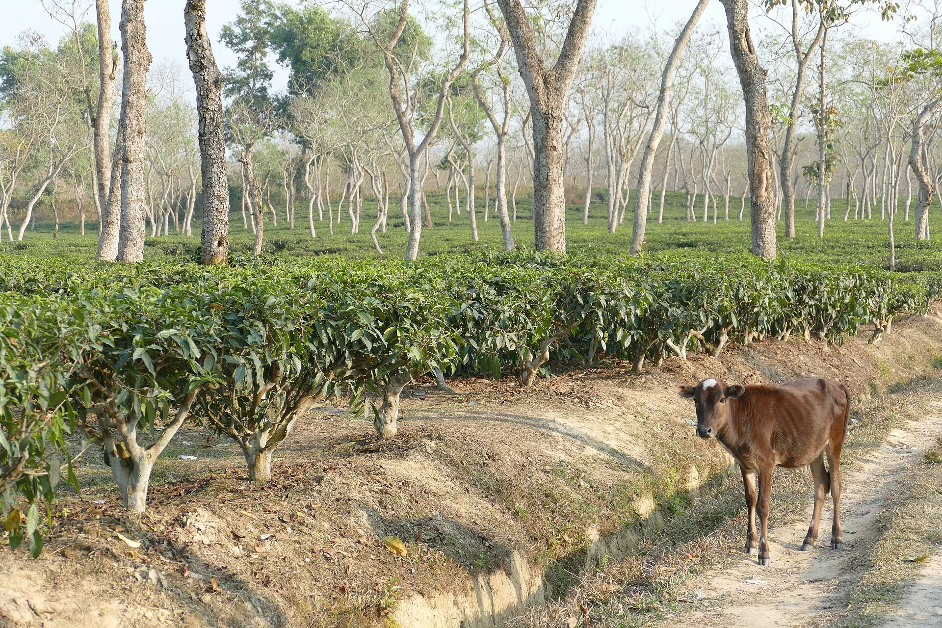 Tea gardens in Sreemangal