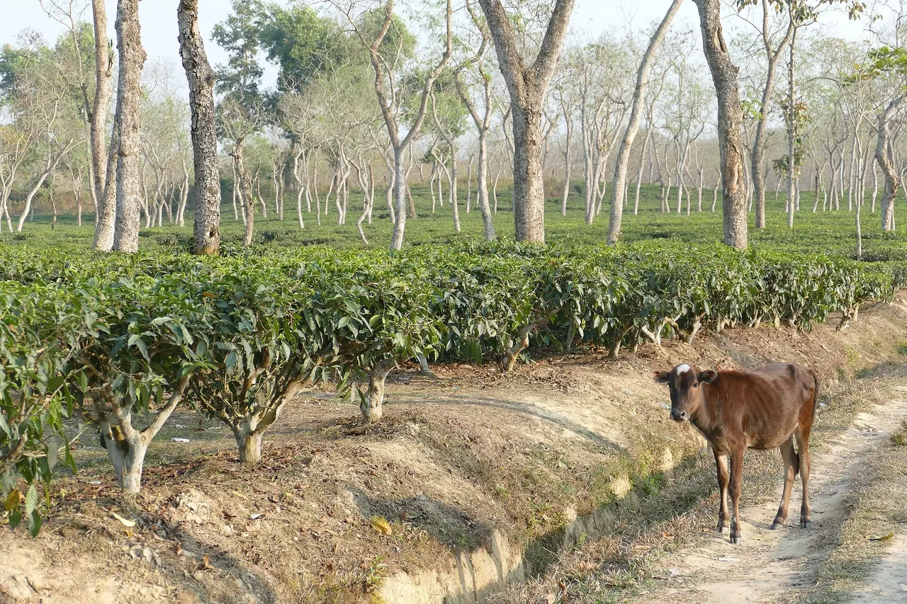 Moulvibazar