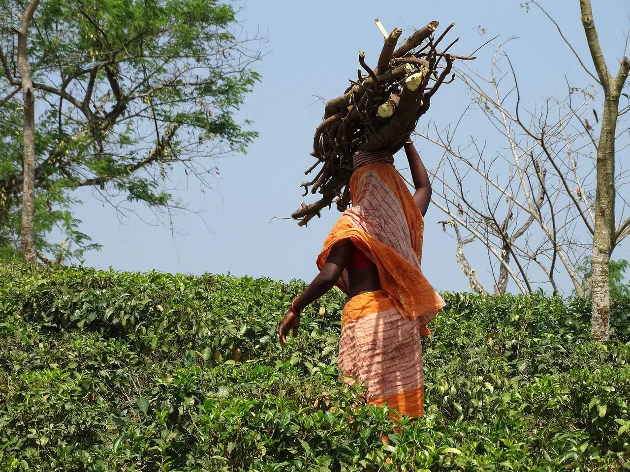 Woman Carrying Firewood - Zareen Tea Estate - Near Srimangal - Sylhet Division - Bangladesh - 01